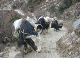 yak herding