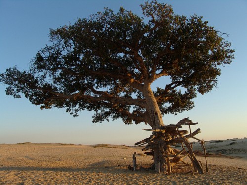 Ficus sycomorus