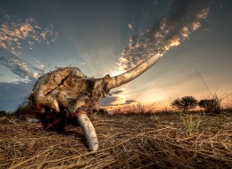 elephant skull
