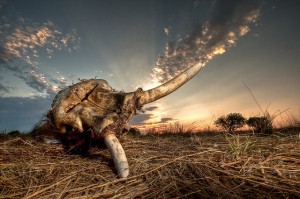 elephant skull