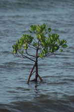 mangroves