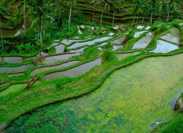 rice field
