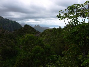 Tropical forest in Hawaii Kai, Honolulu by Will Chen