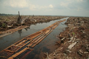 riau fuelwood