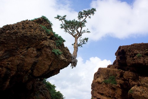 frankincense tree