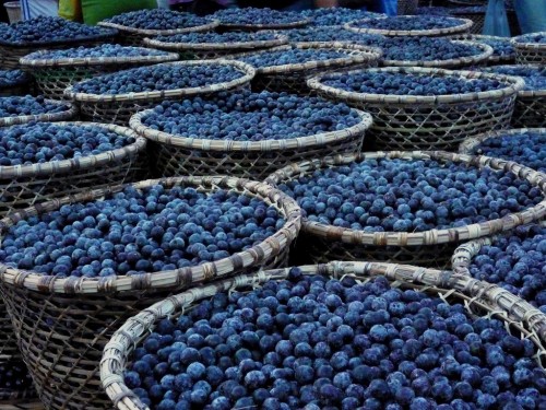 acai fruits
