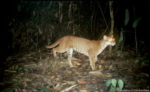 african golden cat