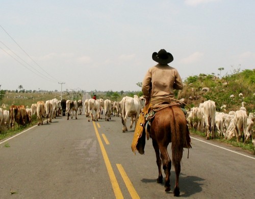 cattle ranching
