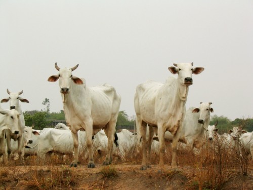 cattle ranching