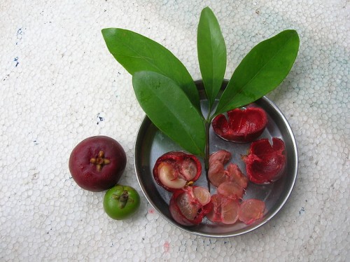 Garcinia_indica_-_fruits,_seeds,_pulp_and_rinds