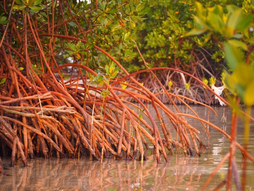 mangrove forest