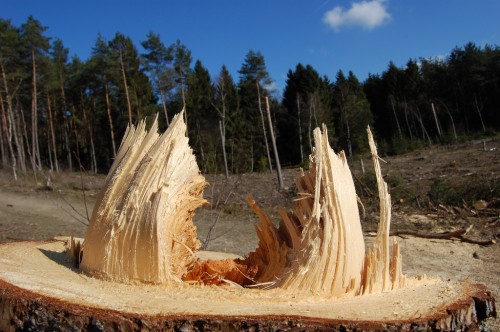 deforestation