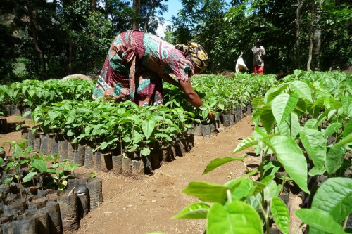 reforestation tanzania