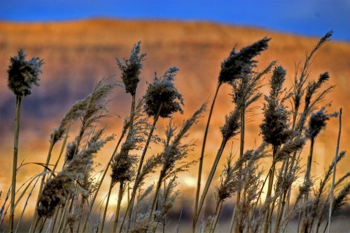 straw