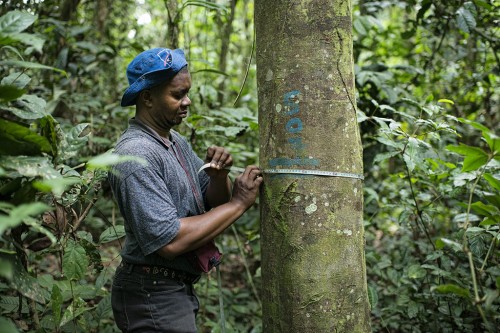 Prosper Sabongo, one of 25 Congolese PhD students in the forestry program at the University of Kisangani.