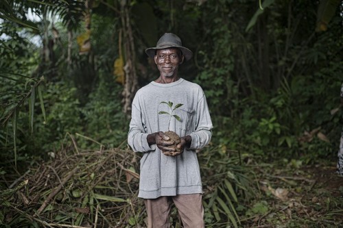 Okok is a non-timber forest product of huge cultural significance right across the Congo Basin.