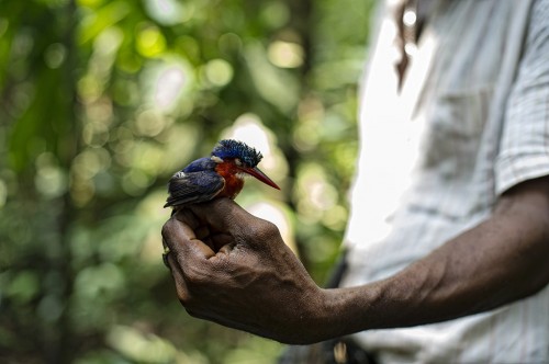 More than 1000 bird species have been identified in the Democratic Republic of Congo - but scientists are still a long way from describing the full biodiversity of the Congo Basin.