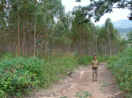 The area of certified forests in Vietnam is vanishingly small. Ahmad Dermawan.