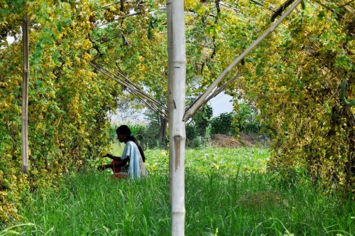 The climate mitigation scheme REDD+, is limited in its vision on just forests and needs to include other types of land use, say experts. Neil Palmer (CIAT).
