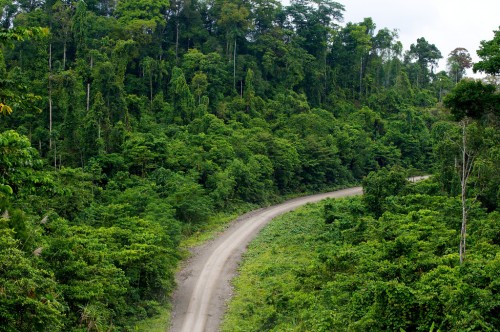 Pembangunan mulai marak masuk ke kawasan hutan di provinsi Papua. Mokhammad Edliadi/CIFOR