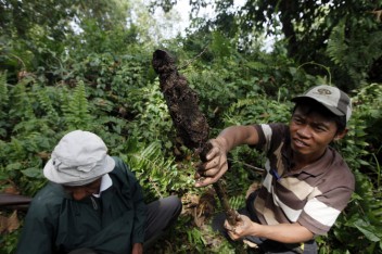 Forest monitoring activities under REDD+ need to move beyond just measuring carbon in soils but also biodiversity and livelihoods data. Dita Alangkara/CIFOR.