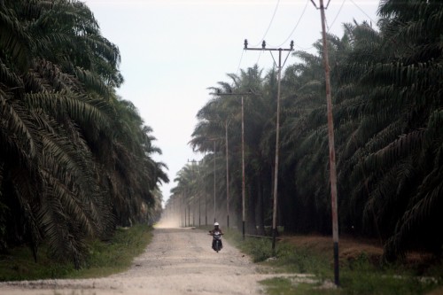 A motorist rides through a palm oil plantation at Tripa peat swamp in Nagan raya, Aceh province, Indonesia. Dita Alangkara/CIFOR.