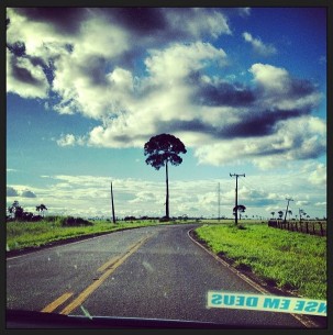 Un solitario árbol de castaña en los márgenes de los bosques, Puerto Maldonado, Perú. Fotografía de Kate Evans.