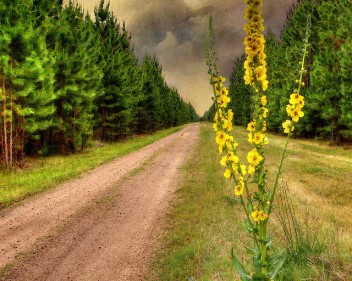Pocos estudios han analizado las percepciones de la gente sobre el surgimiento de plantaciones de árboles. Fotografía cortesía de Bill Collison.