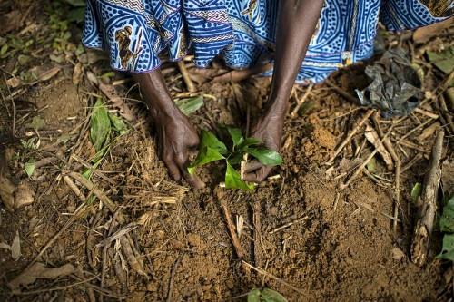 Ollivier Girard/CIFOR.