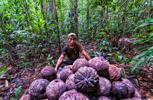 Marco Simola/CIFOR