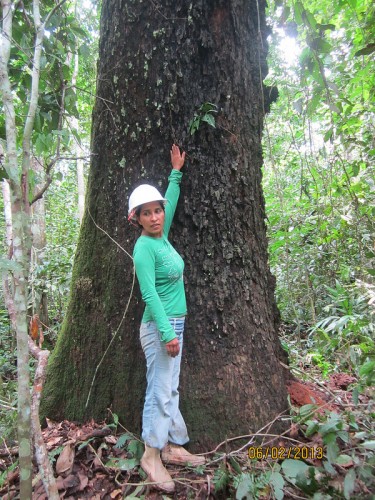 Olivia Revilla é uma estudante de silvicultura na Universidad Nacional Amazónica de Madre de Dios (UNAMAD) no Peru. Ela é uma das 13 alunas locais trabalhando com CIFOR na investigação do impacto da castanha-do-brasil na região.