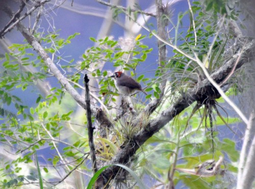 En la sub-cuenta Birris en Costa Rica, la combinación de lluvias extremas, horticultura intensiva y pastoreo de ganado lechero en pendientes pronunciadas ha ocasionado una erosión severa, creando problemas para los agricultores y el sector de generación hidroeléctrica. Fotografía cortesía de: don r faulkner