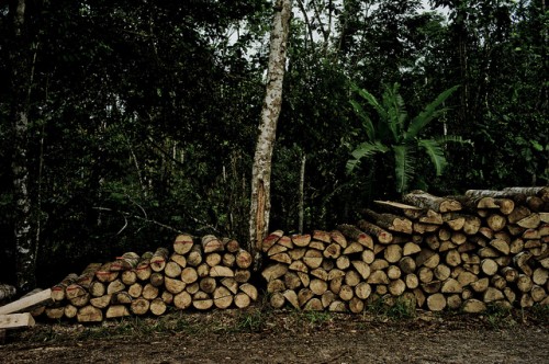 Menentang replikasi-semu menjadi penting untuk secara akurat menaksir keragaman hayati dalam hutan tebangan serta secara efektif menyeimbangkan konservasi dengan produksi kayu di bentang alam hutan tropis, kata Douglas Sheil, mitra senior CIFOR. CIFOR//Tomas Munita