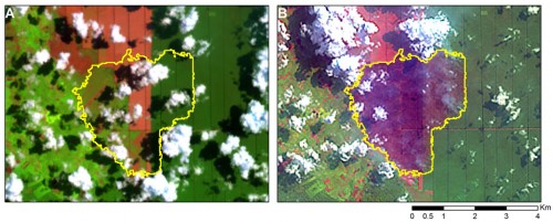 Figure 5. (A) A snapshot over an acacia plantation two months before the fires (22 April 2013). The grid-like rectangular pattern reveals an industrial plantation. The green areas reveal mature acacia trees. The brown areas reveal bare soils. The yellow outline shows the area that has burned between 17 and 25 June 2013. (B) The same area shortly after the fires (25 June 2013). The burned area (dark purple with yellow outline) encompasses areas that were previously bare soil and mature acacia trees.