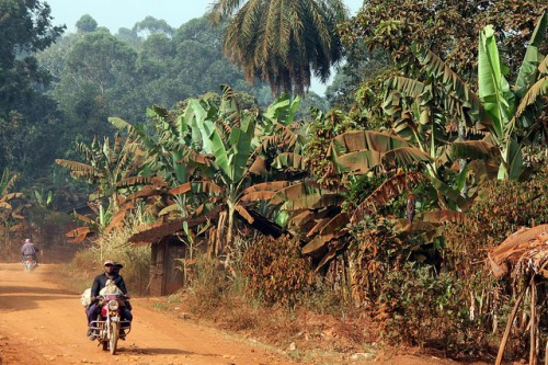 Kegiatan seperti hutan kota, pengelolaan hutan lestari dan wanatani tidak hanya mengurangi dampak-dampak dari perubahan iklim, menurut Denis Sonwa, ilmuwan senior Pusat Penelitian Kehutanan International, namun juga dapat mengurangi kerentanan masyarakat hutan terhadap tekanan dari iklim dan bukan iklim – jika kegiatan-kegiatan itu dirancang secara benar. Kredit foto: Carsten ten Brink