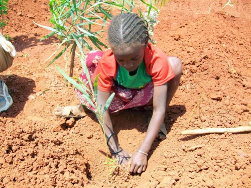 If Ethiopia is to meet next year’s wood demand, it will have to plant trees on 6 million hectares of land. Trees for the Future/Flickr