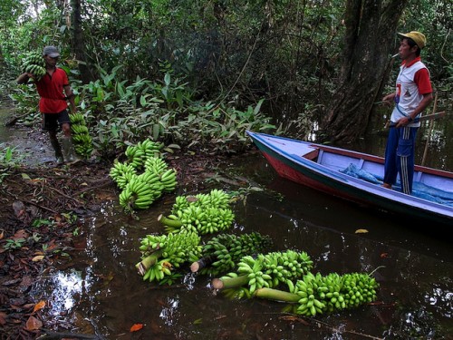 Promover un cambio de comportamiento para fomentar el consumo de alimentos frecuentemente considerados como inferiores, continúa siendo un gran desafío, dice Bárbara Vinceti, científica de Biodiversity International. Fotografía de CIFOR/Yayan Indriatmoko