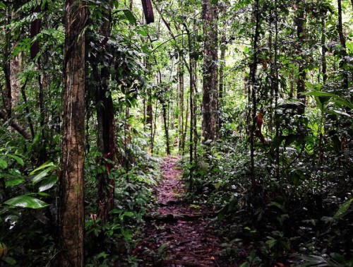 Perú está experimentando un crecimiento económico – y es probable que así continúe– con consecuencias para la Amazonía Peruana, dijo Mary Menton del Centro para la Investigación Forestal Internacional (CIFOR).