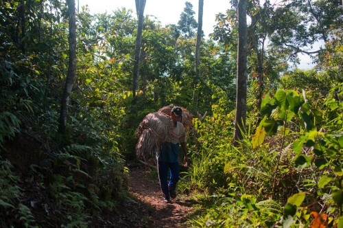 Hutan di Nusa Tenggara Timur memainkan peranan penting bagi penghidupan. Peran apa yang akan dimainkan hutan dalam Tujuan Pembangunan Berkelanjutan? Foto CIFOR