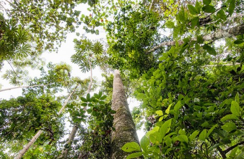 Studi baru ini membantu pemahaman dinamika tegakan tua-pertumbuhan pohon dan pohon-pohon besar di tegakan hutan, ujar Louis Verchot, direktur hutan dan penelitian lingkungan CIFOR. Foto: CIFOR / Aulia Erlangga