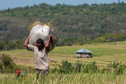 Cosecha en arrozales en la aldea Dintor, Nusa Tenggara Oriental, Indonesia. Un estudio sistemático busca información sobre la efectividad de los proyectos de “medios de vida alternativos”, que procuran ayudar a las poblaciones rurales en su transición hacia actividades económicas ambientalmente sostenibles. Fotografía de CIFOR