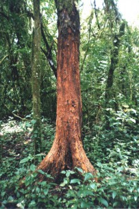 The stripped trunk of a Prunus africana tree after harvesting, in Equatorial Guinea. Photo courtesy Terry Sunderland/CIFOR