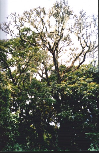 A photo showing crown death and senescence of a harvested Prunus africana tree in Bioko, Equatorial Guinea. Photo courtesy Terry Sunderland/CIFOR