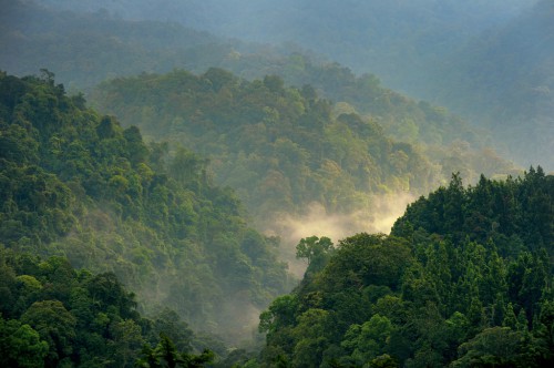 Forests in Gede Pangrango, West Java, Indonesia. New research indicates that the amount of carbon absorption may not be rising due to climate change, as is commonly believed.