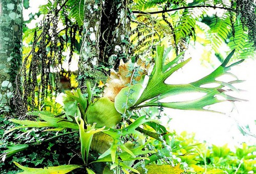 El programa Bolsa Floresta refuerza la conservación mediante una combinación de desarrollo comunitario, pago por servicios ambientales, prestación de servicios públicos y apoyo a organizaciones comunitarias, dijo Sven Wunder, economista senior del Centro para la Investigación Forestal Internacional. Fotografía: Flávio Jota de Paula