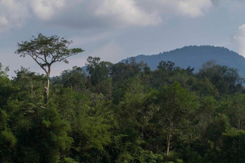 Desafiando la sabiduría convencional, un equipo de investigación de la Red de Pobreza y Medio Ambiente (PEN) encontró que apenas uno de cada 10 hogares recurre al aprovechamiento de bosques naturales u otros recursos silvestres como primera respuesta ante una emergencia. Fotografía: CIFOR/Tri Saputro