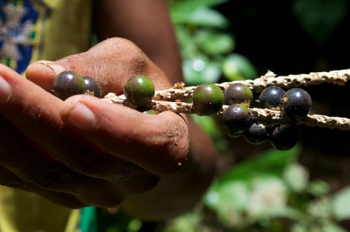 Frutos de asaí en los bosques de Brasil. Foto: Kate Evans/CIFOR