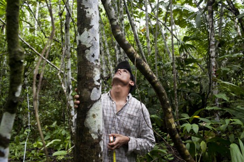 Midiendo árboles de bolaina en la Amazonia peruana. Ernesto Benavides/CIFOR