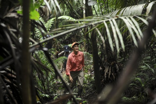 En Perú, investigadores de CIFOR están estudiando cómo los pequeños productores manejan y comercializan la bolaina de sus purmas. Foto: Ernesto Benavides/CIFOR