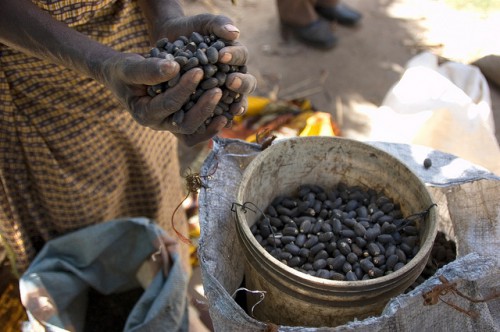Seorang petani di Zambia utara mengulurkan tanaman jarak pagarnya. Studi terbaru CIFOR menemukan bahwa orang miskin di dunia lebih tergantung pada sumber daya lingkungan dari yang umumnya disadari. Jeff Walker/foto CIFOR